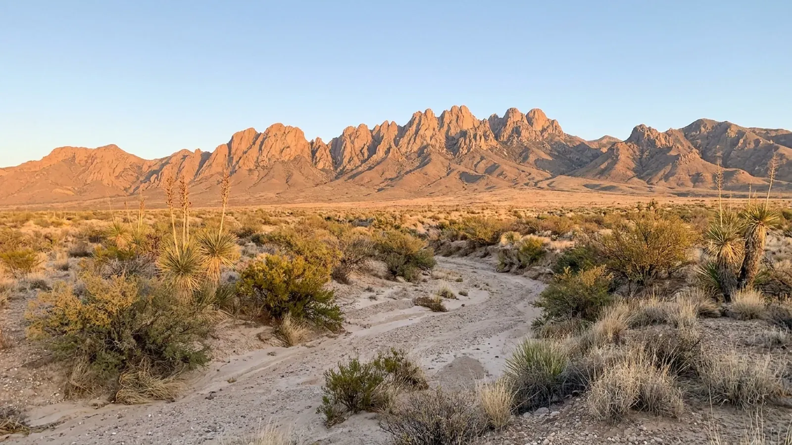 Chihuahuan Desert flats of creosote, mesquite and yucca rising to the jagged granite spires of the Organ Mountains in late afternoon light.